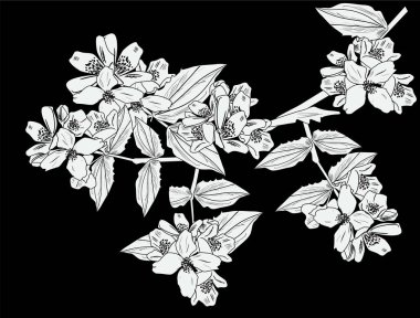 büyük yasemin beyaz eskiz siyah üzerine