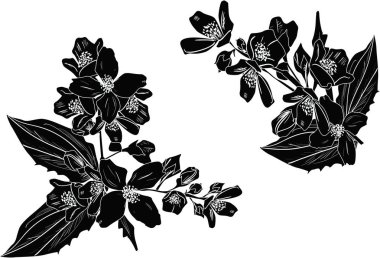 Beyaz üzerine iki yasemin siyah çizimi