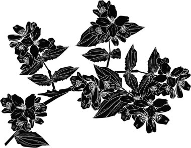 büyük yasemin siyah çizimi beyaz üzerine