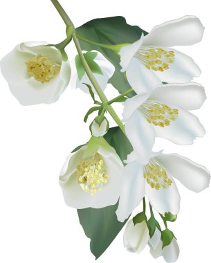 izole edilmiş beyaz yasemin dalı illüstrasyonu