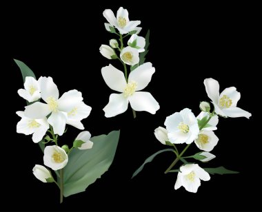 Siyah üzerine üç beyaz yasemin dalı ayırdım.