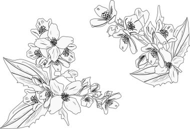 Beyaz üzerine iki yasemin siyah çizimi