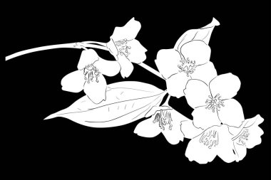  Beyaz yasemin çiçekleri çizimi