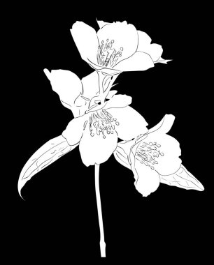 Büyük çiçekli beyaz yasemin dalı çizimi