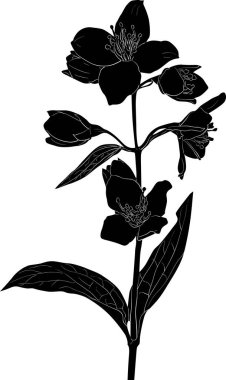  Siyah yasemin bahar şubesi çizimi