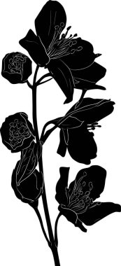  Siyah yasemin bahar şubesi çizimi