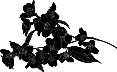  siyah yasemin tomurcuklanan yemyeşil dal çizimi