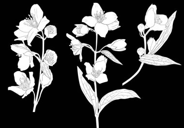 Üç yasemin ilkbahar beyaz dal taslağı