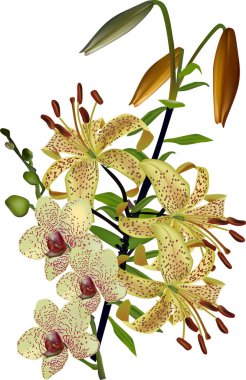 Bir demet sarı benekli zambak ve beyaz üzerinde orkide çiçekleri