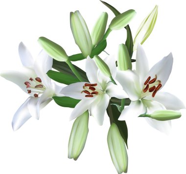 Üç beyaz zambak tomurcuklanır ve birçok tomurcuk