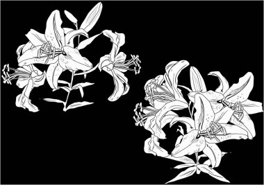 Siyah üzerine beyaz zambak çiçekleri siluetleri