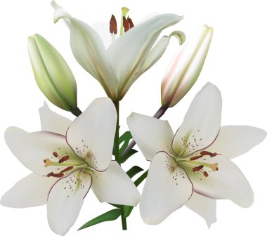 Üç beyaz zambak çiçeği ve iki tomurcuk.