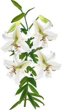 Dört beyaz zambak tomurcuklanır