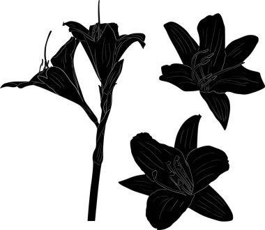 Beyaz üzerine izole edilmiş üç zambak siyah çizimi.