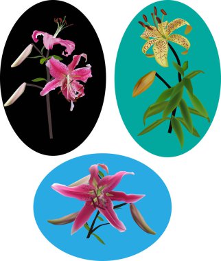 Oval çerçevede üç zambak çiçeği