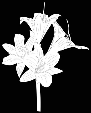 Üç beyaz çiçekli Lily.