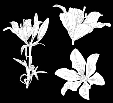 Siyah üzerine izole edilmiş üç beyaz zambak çizimi