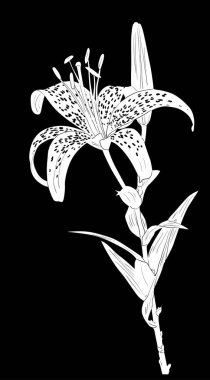 Beyaz benekli zambak çizimi siyah üzerine izole edilmiş.