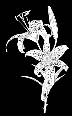 Beyaz benekli zambak iki çiçekli eskiz