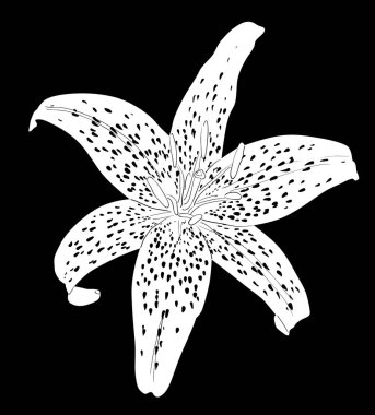 Beyaz benekli zambak çizimi siyah üzerine izole edilmiş.