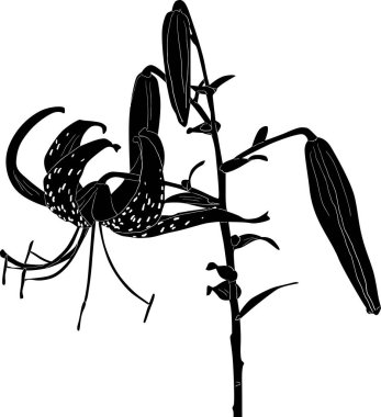 Siyah benekli zambak beyaz üzerine çizilmiş.