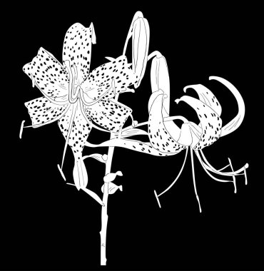 Siyah üzerine beyaz benekli zambak çiçeği çizimi