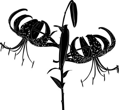 büyük siyah benekli zambak çiçeği beyaz üzerine çizim