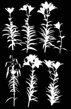 Siyah üzerine izole edilmiş yedi zambak beyazı siluet