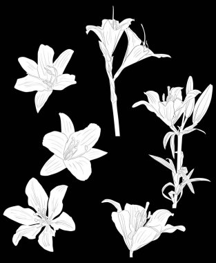 Siyah üzerine izole edilmiş altı zambak beyazı çizimi