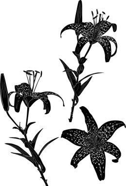 Siyah üç benekli zambak beyaz üzerine çizimler