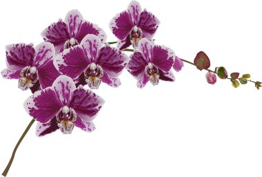 soyutlanmış pembe ve beyaz orkide çiçekleri