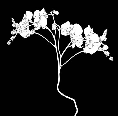 büyük çiçek açan orkide dalı beyaz çizim