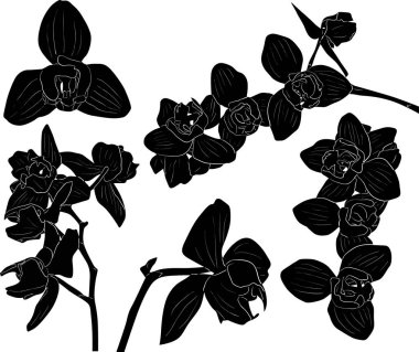 orkide siyah çizim koleksiyonunu dallandırır