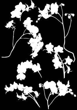Yedi orkide dalı beyaz siluetler dizilmiş
