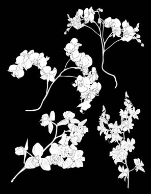 Dört büyük orkide seti beyaz çizimler