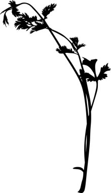 Siyah maydanozlu beyaz