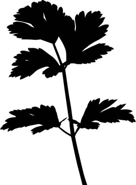 Kereviz silueti beyaz arkaplanda izole edildi