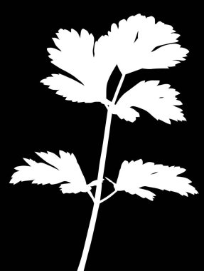 Kereviz silueti siyah arkaplanda izole edildi