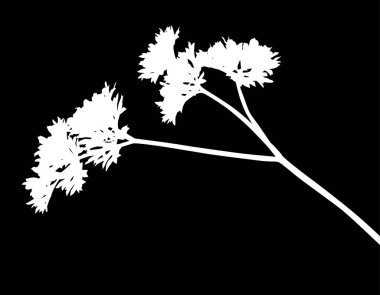 Siyah arkaplanda beyaz maydanoz silueti