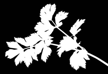 Büyük yapraklı maydanoz beyazı siluet.