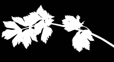 Büyük yapraklı beyaz maydanoz silueti