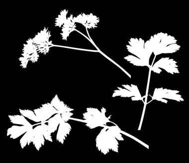 Siyah üzerine izole edilmiş üç maydanoz silueti.