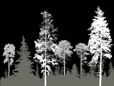 Çam Ormanı siluetleri siyah üzerine izole edilmiş