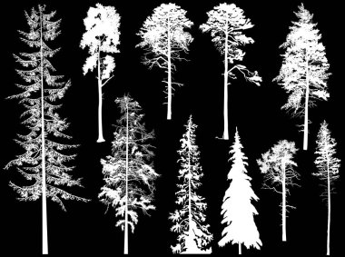10 yüksek çam ve köknar silueti siyah üzerine izole edilmiş.