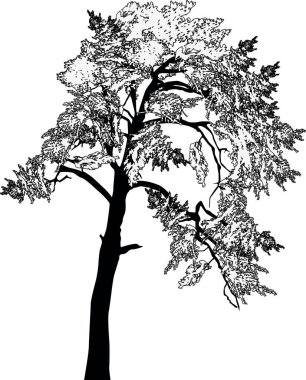 Siyah çam ağacı beyaz üzerine izole edilmiş tek bir çizim