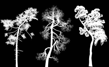 Siyah arkaplanda üç beyaz çam silueti