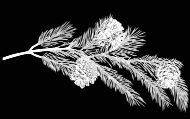 üç küçük koniile çam ağacı beyaz dalı