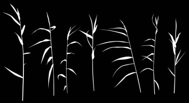 Siyah üzerine izole edilmiş yedi kamış silueti.