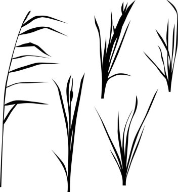 Beş bataklık bitkisi silueti beyaz üzerine izole edilmiş.