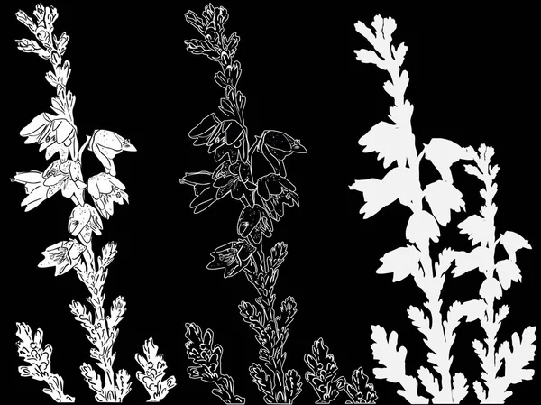 Three heather branches sketches isolated on black — ストックベクタ